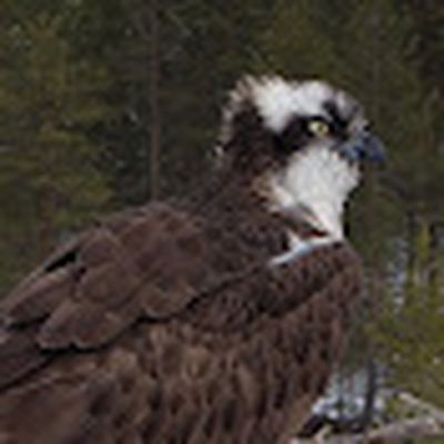 Sääksilive