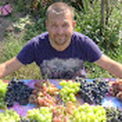 ХОББИ УРАЛЬЦА - ВИНОГРАД НА СЕВЕРЕ