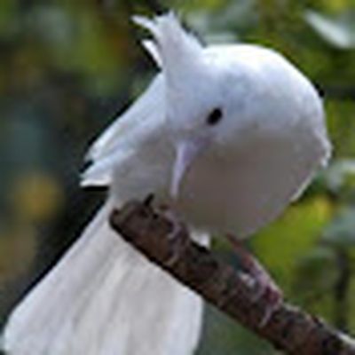 بلابل حسن جسر ديالى