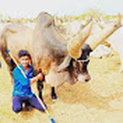 kakarej cow?live maldhari life❤️K N KOLA