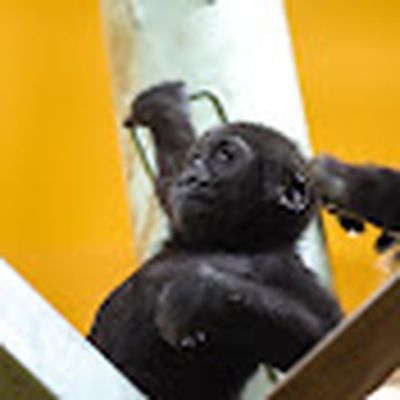 きょうのゴリラ Gorilla today