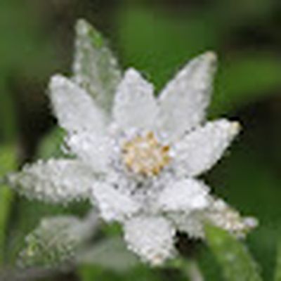 Edelweiss T