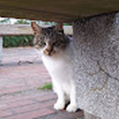 感動猫動画