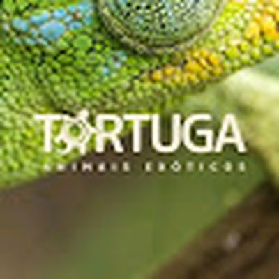 TORTUGA - Animais Exóticos