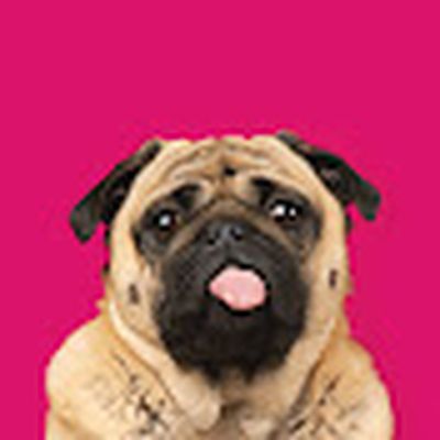 The Pet Collective