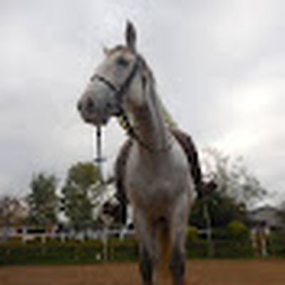 Horse-Republic