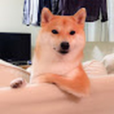 柴犬だいふく daifuku_channel