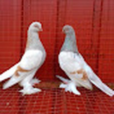 الجناي سجاد الهاشمي