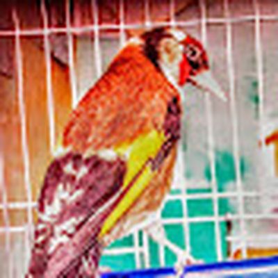 طائر الحسون طائر الكناري