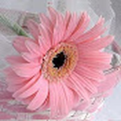 Дора Николаева