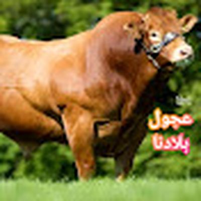 3joul bladna عجول بلادنا