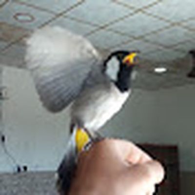 عماد الحمداني