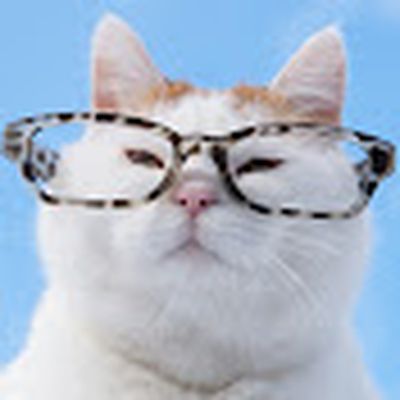 かご猫 Blog