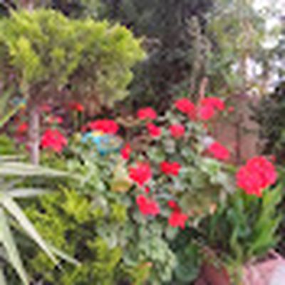 Dr. Layla Abu-Naba'a   د ليلى أبونبعة